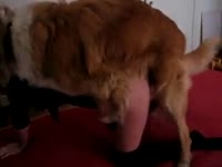 Brown dog fucking both of the holes of nasty bitch